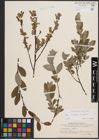 Foto von Salix cinerea L. x Salix repens L.